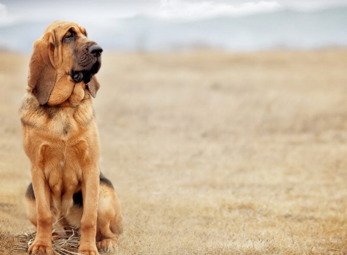 Wallpaper dog, bloodhound, 4k, Animals 358165055